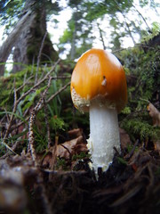 Orange mushroom in Japanese highland forest