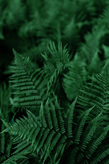 Green leaves of fern. A plant in the forest. Background