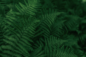 Fototapeta na wymiar Green leaves of fern. A plant in the forest. Background