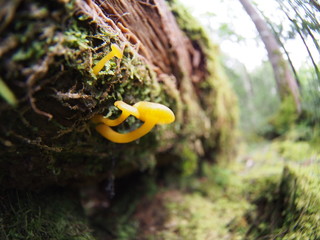 Orange mushroom in Japanese highland forest