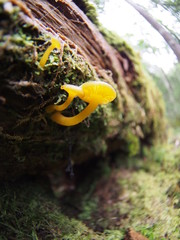 Orange mushroom in Japanese highland forest