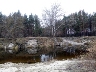 River and steep sandy shore with pine trees in autumn