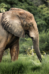 Fototapeta premium elephant in zoo