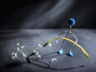 baldness concept. An artificial man holds a dandelion flower in his hands, from which his flowers showered. Extinction of vital functions. Body aging