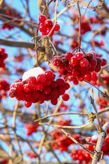 Viburnum berries covered with snow.selective focus