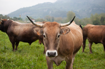 Fototapeta na wymiar Vaca con cuernos largos en el campo