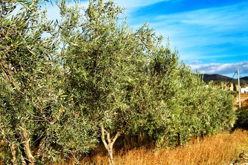 Olive trees under Blue sky in Chelva