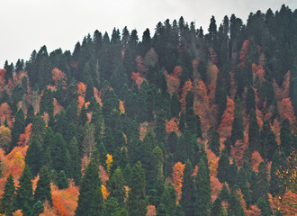 Endless autumn forest