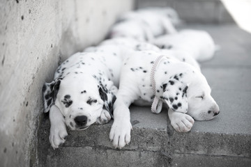 Perritos Dálmatas recién nacidos en el campo jugando