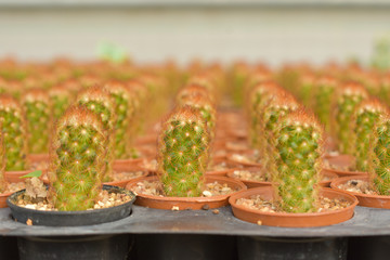 cactus, cactus background, cactus from Thailand country