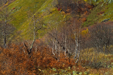 Endless autumn forest
