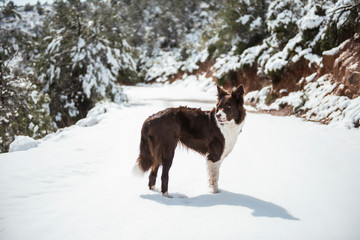 Perro Border Collie en el campo