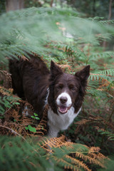 Primer plano perro Border Collie en la naturaleza salvaje