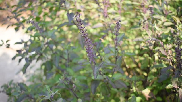 Holy basil plant in India Selective focused on plant flower and leaves