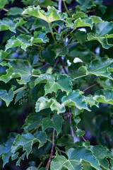 Grape leaves