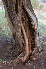 Fototapeta na wymiar Tree Trunks