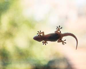Dragoncito caminando en la ventana