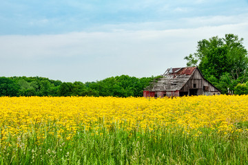 Fototapeta na wymiar Old Barn in Yellow Flowers