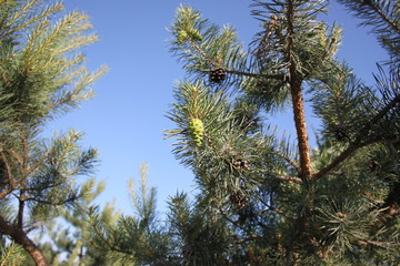Obraz premium Branches of pine with cones against the sky