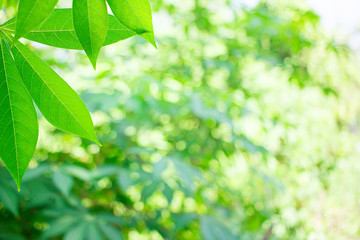 Fototapeta na wymiar Natural green leaf Bokeh with blurred background