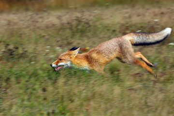 The red fox (Vulpes vulpes) looks for food in a meadow. Young red fox running on green field.Young...