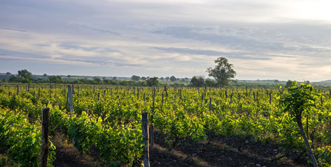 Fototapeta na wymiar A young vineyard at dawn in the spring.