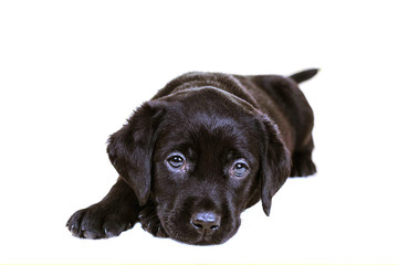  Labrador cute puppy lies Isolated on a white background