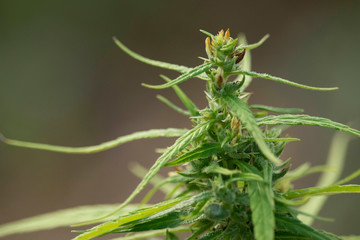 Green hemp peaks with dew droplets on the tops and leaves in the morning have a green background.