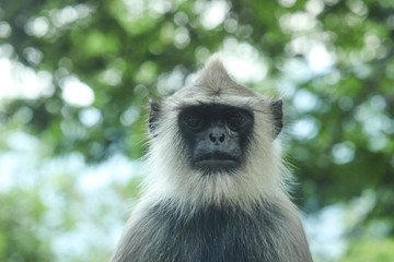 Gray Langur Indian Hanuman Specie of Monkey Looking at Camera