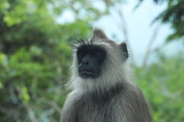 Gray Langur Indian Hanuman Specie of Monkey Close Up