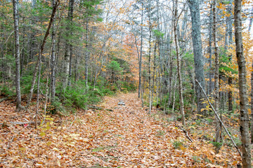 Obraz premium Hikers Path