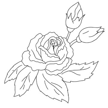  vector illustration, black and white drawing flowers, coloring, isolated