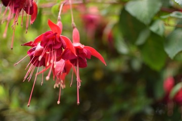 red flower in garden Fuchsia flower pink 