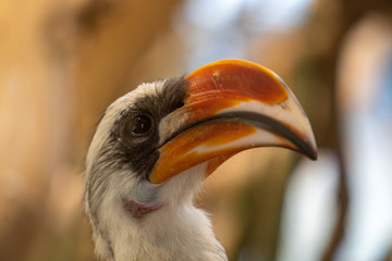 Decken Toko (Tockus deckeni) Portrait