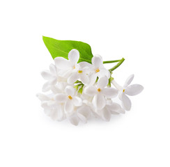 Branch of white lilac with green leaf isolated on white background.