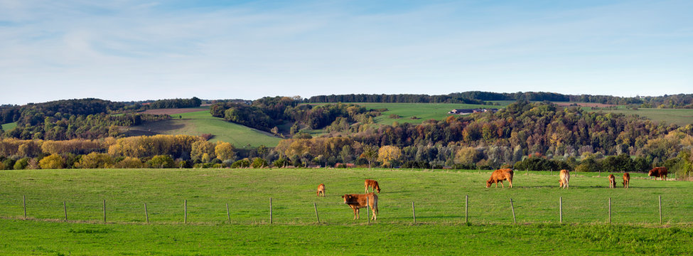 meadow with brown limousin cows in the fall in dutch province of south limburg