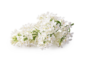 Beautiful branch of white lilac flowers isolated on a white background