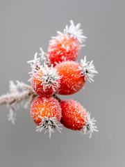 Red rose hips covered with frost on a gray background_
