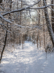 Winter forest, branches in the snow, winter