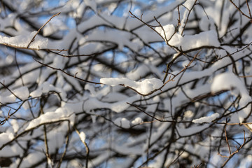 Winter forest, branches in the snow, winter