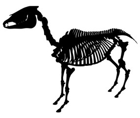 silhouette  skeleton of a horse vector