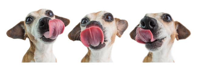 Collage set of three dog's licking faces. Funny hungry dog's muzzle. White background - obrazy, fototapety, plakaty