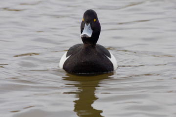 A closeup of a tufted duck 