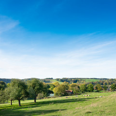 landscape of south limburg with white cows and trees on sunny day in the fall