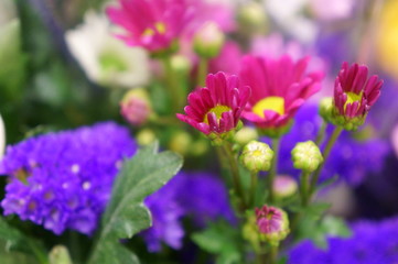 Chrysanthemum and other flower bouquets