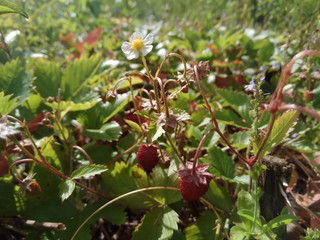 red berries in the wood