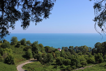 Obraz premium tree on the beach