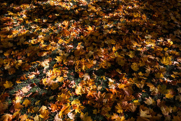 Fallen leaves on the ground with beautiful black shadows from the near trees with warm yellow, orange colors . Photo taken in autumn, Latvia, Europe. 