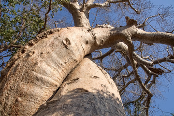 Beautiful Madagascar Baobab. Madagascar. Africa