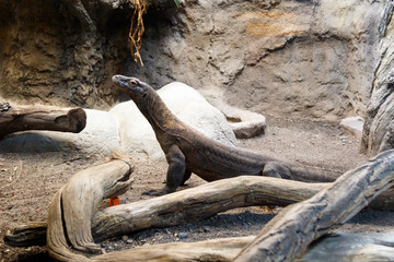 Komodo dragon at the zoo